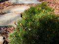 Pinus mugo Grune Welle IMG_0287 Sosna kosodrzewina